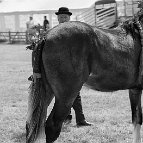 Richard Histon - Horse and Man Tockwith show UK 2013